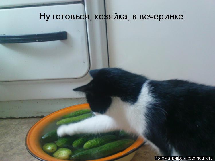 Котоматрица: Ну готовься, хозяйка, к вечеринке!
