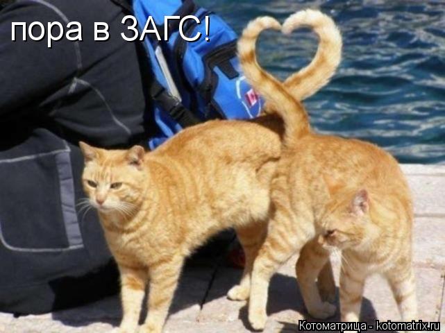 Котоматрица: пора в ЗАГС!
