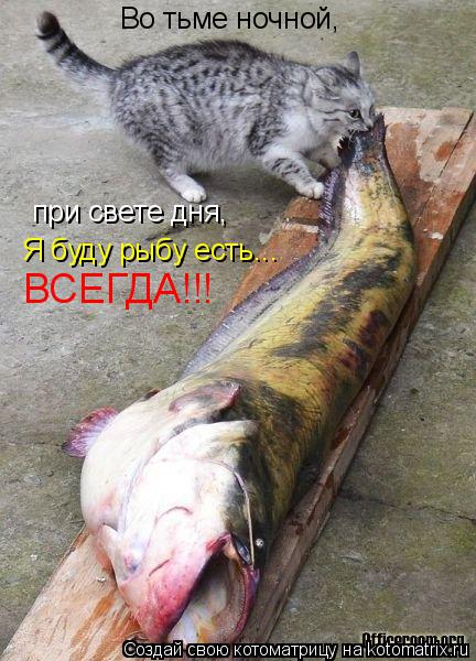 Во тьме ночной, при свете дня, Я буду рыбу есть... ВСЕГДА!!!... Котоматрица: Во тьме ночной, при свете дня, Я буду рыбу есть... ВСЕГДА!!!