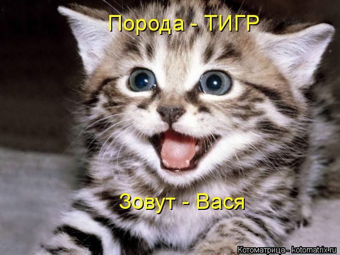 Котоматрица: ЗОВУ Порода - ТИГР Зовут - Вася