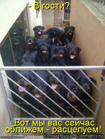 Котоматрица: - В гости? Вот мы вас сейчас  оближем - расцелуем!