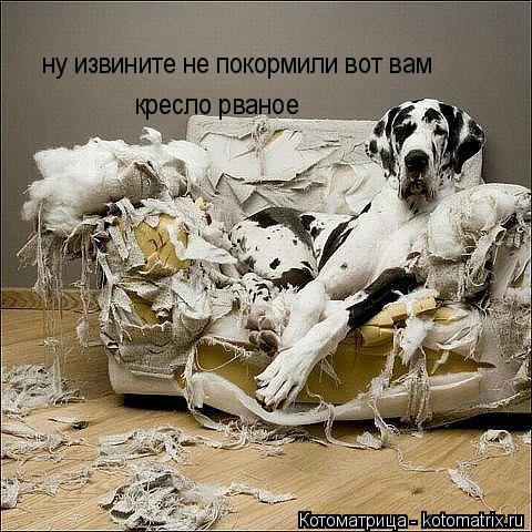 Котоматрица: ну извините не покормили вот вам кресло рваное
