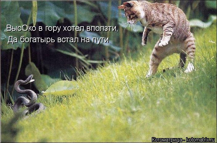 Котоматрица: ВысОко в гору хотел вползти, Да богатырь встал на пути