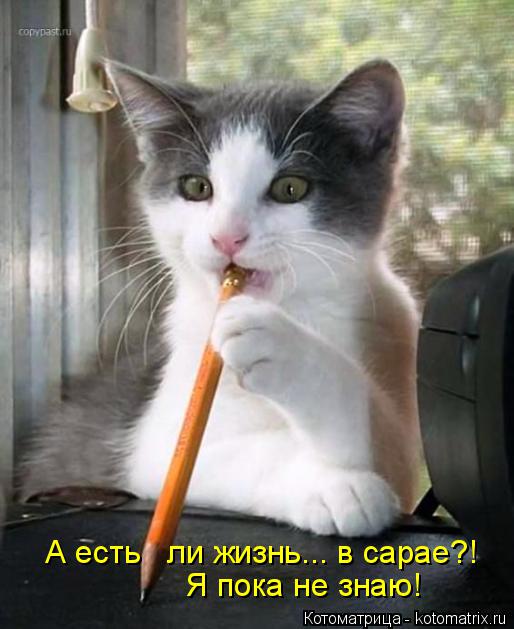 А есть ли жизнь... в сарае?! Я пока не знаю!... Котоматрица: А есть ли жизнь... в сарае?! Я пока не знаю!