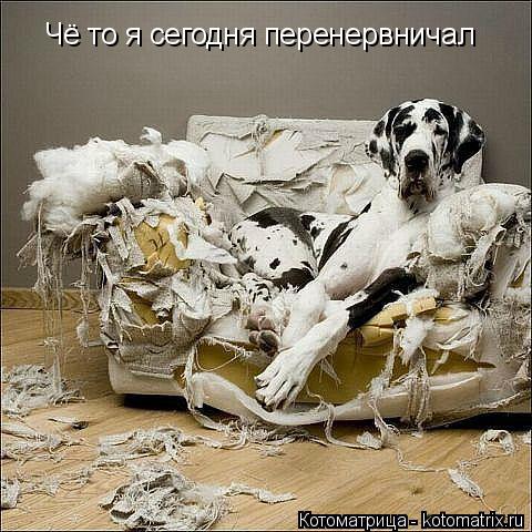 Котоматрица: Чё то я сегодня перенервничал