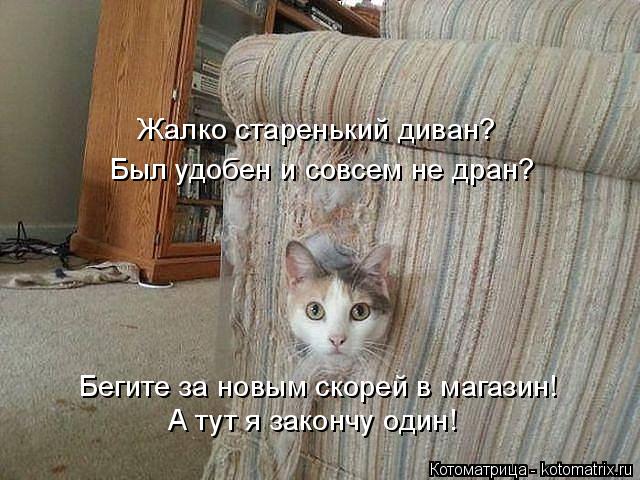 Котоматрица: Жалко старенький диван?  Был удобен и совсем не дран? Бегите за новым скорей в магазин! А тут я закончу один!