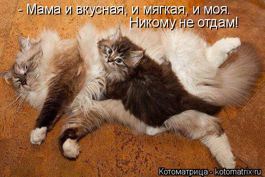 Котоматрица: - Мама и вкусная, и мягкая, и моя. Никому не отдам!