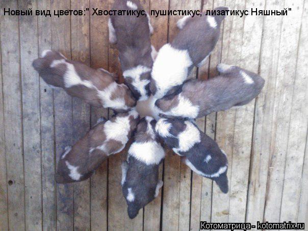 Котоматрица: Новый вид цветов:" Хвостатикус, пушистикус, лизатикус Няшный"