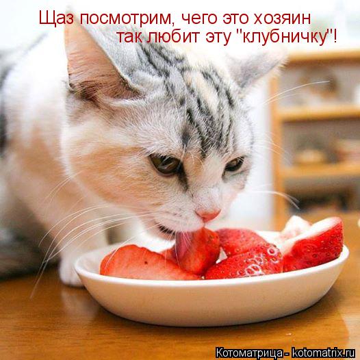 Котоматрица: Щаз посмотрим, чего это хозяин так любит эту "клубничку"!