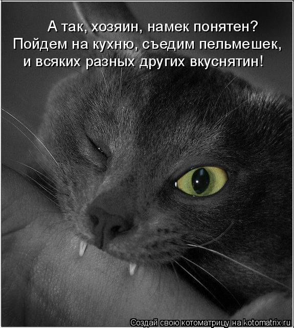 Котоматрица: А так, хозяин, намек понятен? Пойдем на кухню, съедим пельмешек,   и всяких разных других вкуснятин!