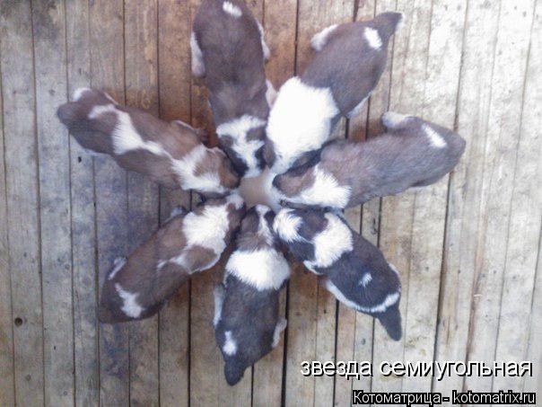 Котоматрица: звезда семиугольная