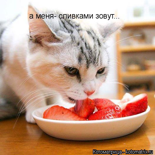 а меня- сливками зовут...... Котоматрица: а меня- сливками зовут...