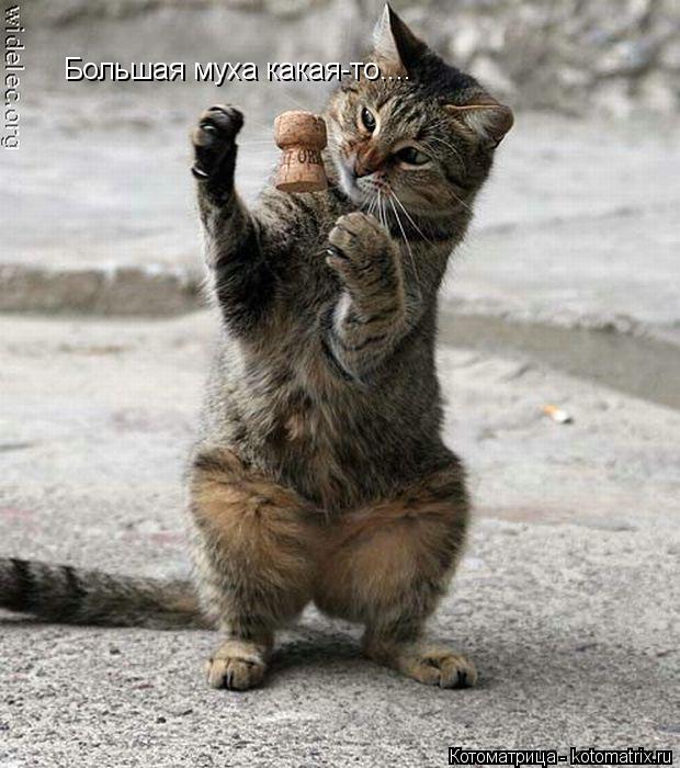 Большая муха какая-то....... Котоматрица: Большая муха какая-то....