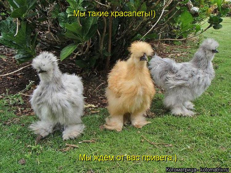 Котоматрица: Мы такие красапеты!) Мы ждём от вас привета;)
