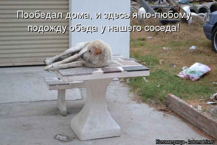 Пообедал дома, и здесь я по-любому, подожду обеда у нашего соседа!... Котоматрица: Пообедал дома, и здесь я по-любому, подожду обеда у нашего соседа!