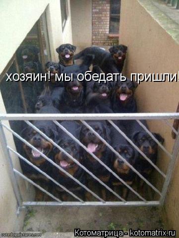 хозяин! мы обедать пришли!... Котоматрица: хозяин! мы обедать пришли!