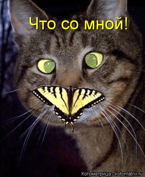 Котоматрица: Что со мной!