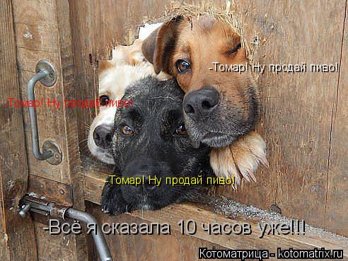 Котоматрица: -Томар! Ну продай пиво! -Томар! Ну продай пиво! -Томар! Ну продай пиво! -Всё я сказала 10 часов уже!!!
