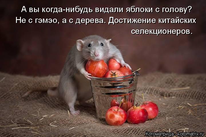 А вы когда-нибудь видали яблоки с голову? Не с гэмэо, а с дерева. Достижение китайских селекционеров.... Котоматрица: А вы когда-нибудь видали яблоки с голову? Не с гэмэо, а с дерева. Достижение китайских селекционеров.