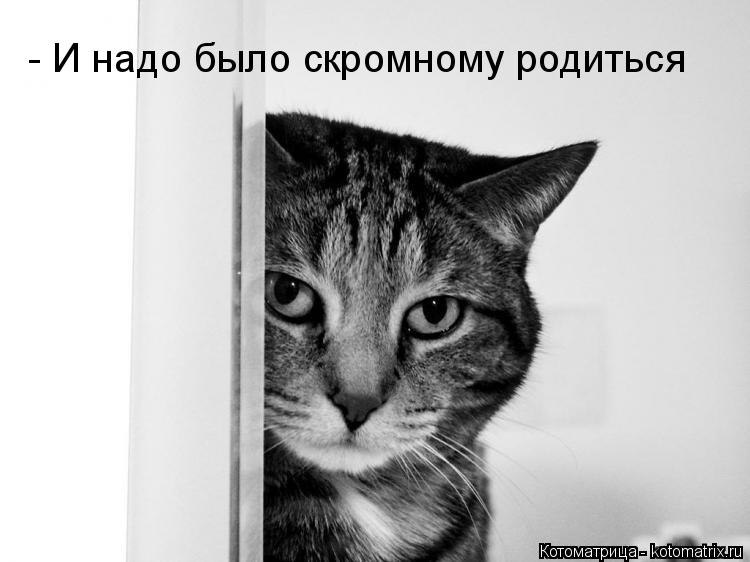 Котоматрица: - И надо было скромному родиться