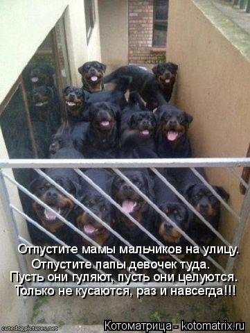 Отпустите мамы мальчиков на улицу. Отпустите папы девочек туда. Пусть они гуляют, пусть они целуются.... Котоматрица: Отпустите мамы мальчиков на улицу. Отпустите папы девочек туда. Пусть они гуляют, пусть они целуются. Только не кусаются, раз и навсегда!!!