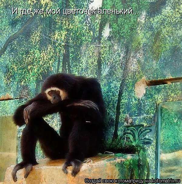 Котоматрица: ...И где же мой цветочек аленький...