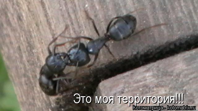 Котоматрица: Это моя территория!!!