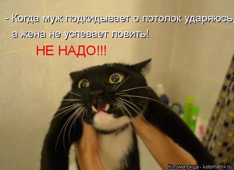 Котоматрица: - Когда муж подкидывает о потолок ударяюсь, а жена не успевает ловить! НЕ НАДО!!!