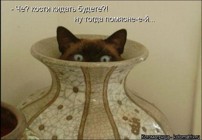 - Че? кости кидать будете?! ну тогда помясне-е-й...... Котоматрица: - Че? кости кидать будете?! ну тогда помясне-е-й...