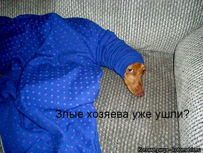 Злые хозяева уже ушли?... Котоматрица: Злые хозяева уже ушли?