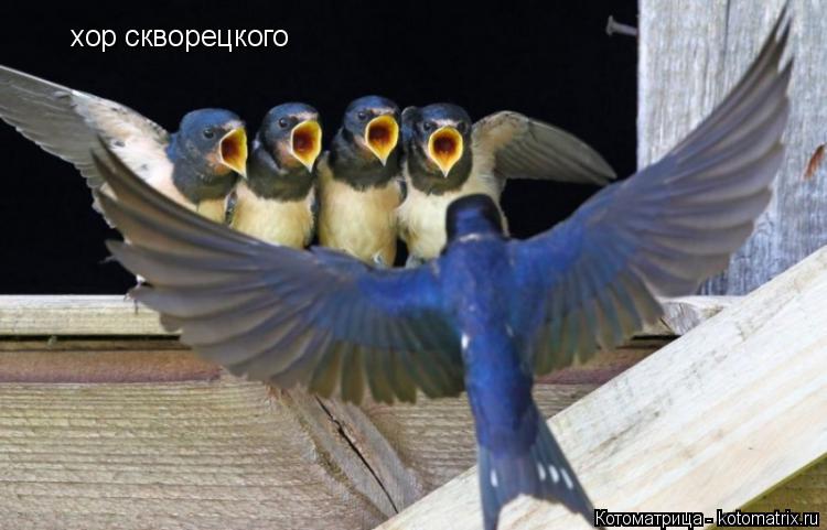Котоматрица: хор скворецкого