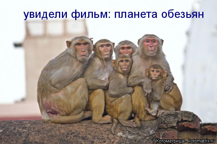 Котоматрица: увидели фильм: планета обезьян
