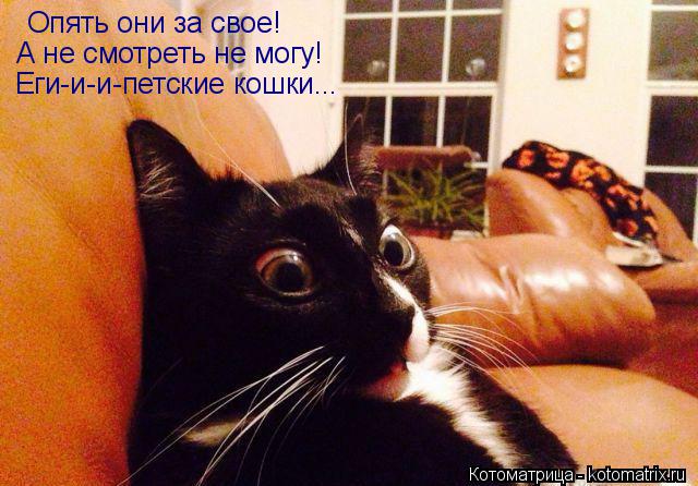 Котоматрица: Опять они за свое! А не смотреть не могу! Еги-и-и-петские кошки...