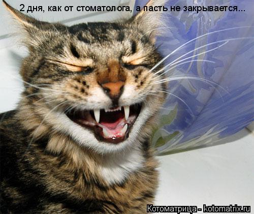Котоматрица: 2 дня, как от стоматолога, а пасть не закрывается...