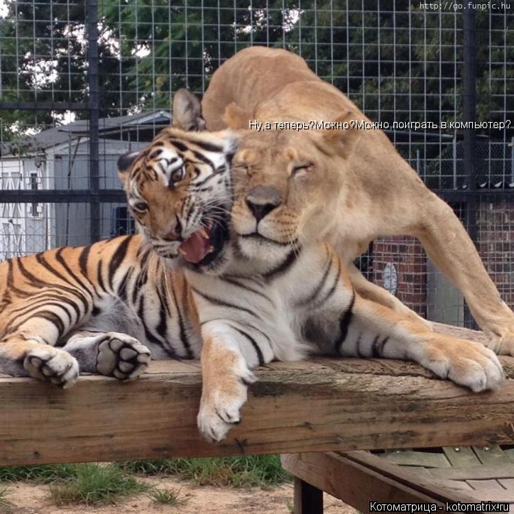 Котоматрица: Ну,а теперь?Можно?Можно,поиграть в компьютер?