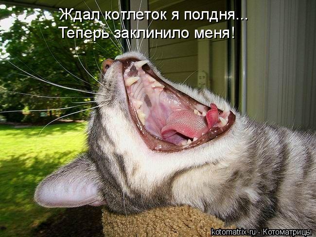Ждал котлеток я полдня... Теперь заклинило меня!... Котоматрица: Ждал котлеток я полдня... Теперь заклинило меня!