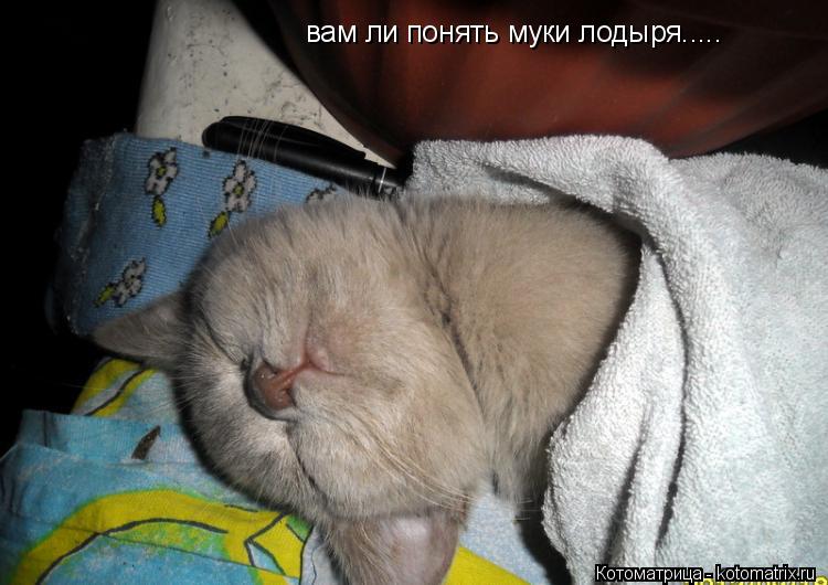 вам ли понять муки лодыря........ Котоматрица: вам ли понять муки лодыря.....