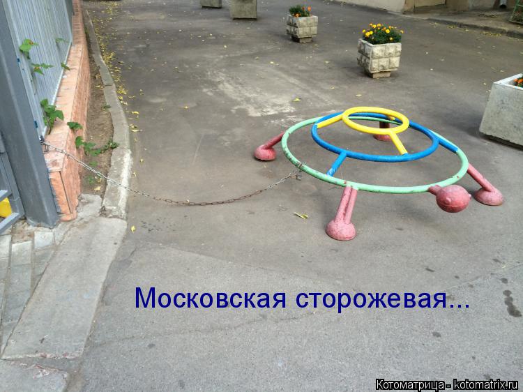 Московская сторожевая...... Котоматрица: Московская сторожевая...