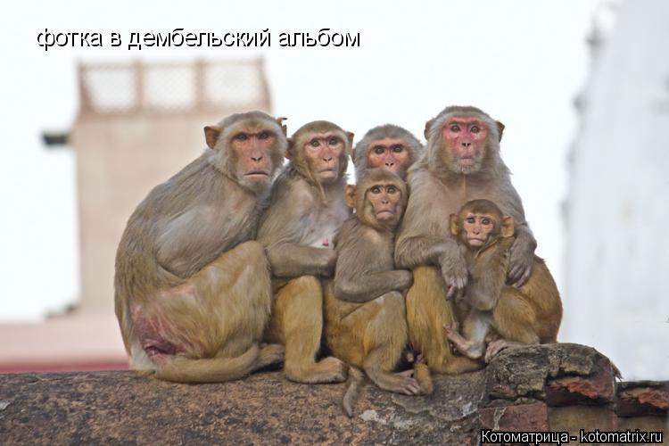 Котоматрица: фотка в дембельский альбом