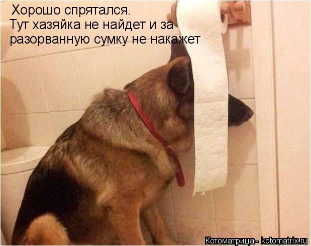 Хорошо спрятался. Тут хазяйка не найдет и за разорванную сумку не накажет... Котоматрица: Хорошо спрятался. Тут хазяйка не найдет и за разорванную сумку не накажет