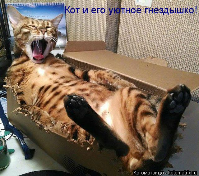 Котоматрица: Кот и его уютное гнездышко!