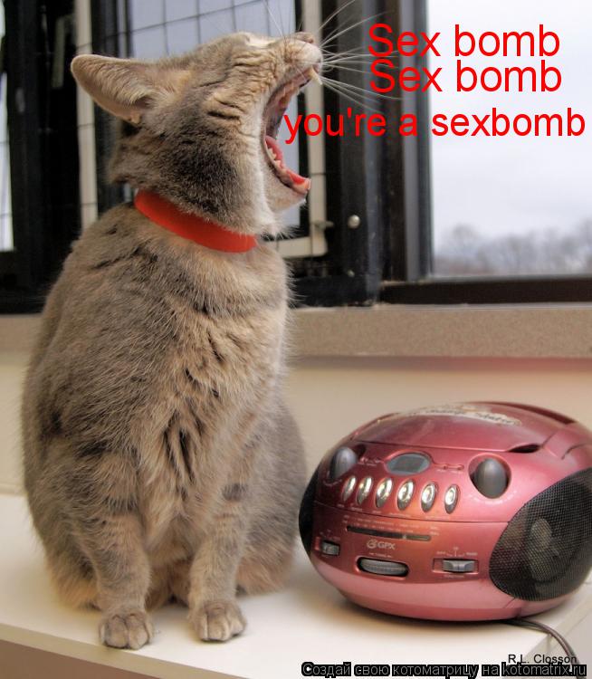 Котоматрица: Sex bomb Sex bomb  you're a sexbomb