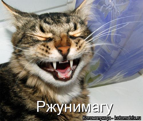 Котоматрица: Ржунимагу