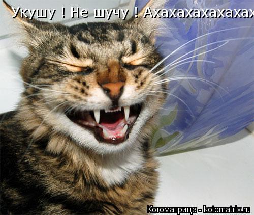 Котоматрица: Укушу ! Не шучу ! Ахахахахахахахахахахаххаха