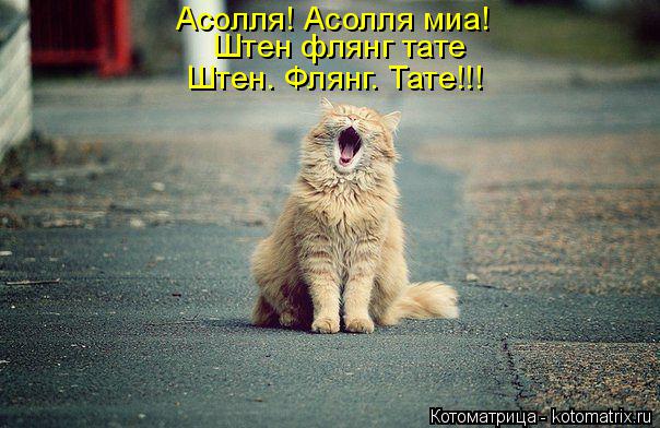 Котоматрица: Асолля! Асолля миа! Штен флянг тате  Штен. Флянг. Тате!!!