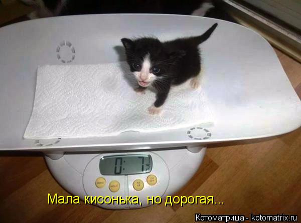 Котоматрица: Мала кисонька, но дорогая...