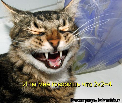 Котоматрица: И ты мне говоришь что 2x2=4