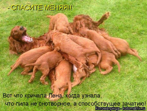 Котоматрица: - СПАСИТЕ МЕНЯЯ!! Вот что кричала Лена, когда узнала, что пила не снотворное, а способствущее зачатию!