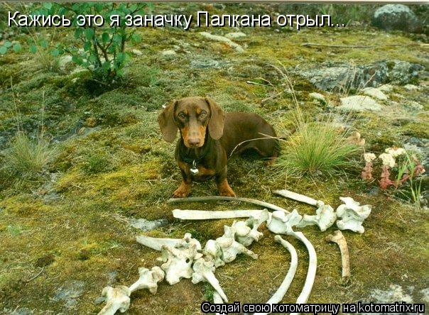 Котоматрица: Кажись это я заначку Палкана отрыл...