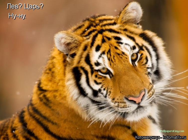 Котоматрица: Лев? Царь?  Лев? Царь?   Ну-ну.  Ну-ну.
